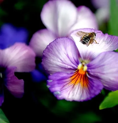 Giverny Clos Normand flower gardens